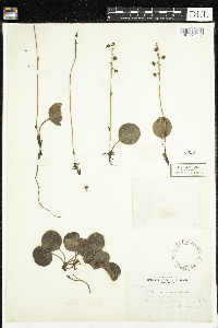Pyrola asarifolia image