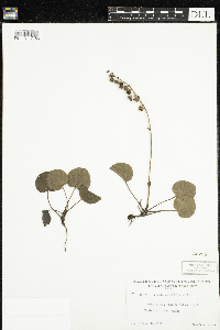 Pyrola asarifolia image