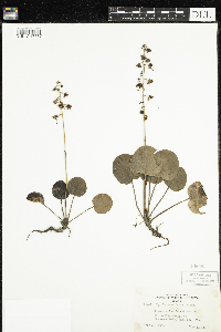Pyrola asarifolia image