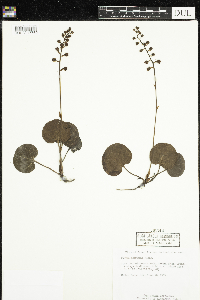 Pyrola asarifolia image