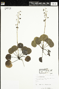 Pyrola asarifolia image