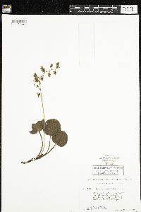 Pyrola asarifolia image