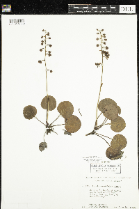 Pyrola asarifolia image