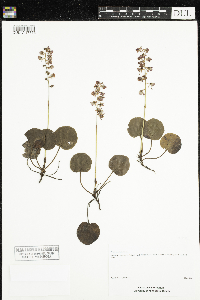 Pyrola asarifolia image