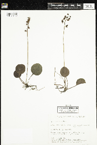 Pyrola asarifolia image