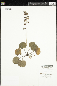 Pyrola asarifolia image