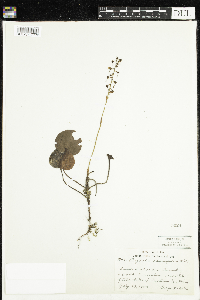 Pyrola asarifolia image