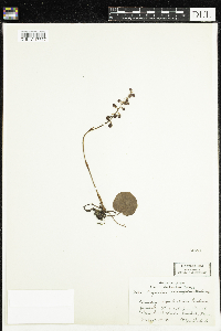 Pyrola asarifolia image