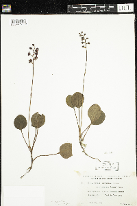 Media resource of Pyrola asarifolia