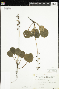 Pyrola asarifolia image