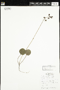 Pyrola asarifolia image