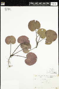 Pyrola asarifolia image