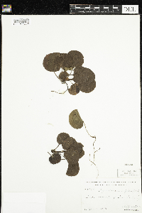 Pyrola asarifolia image