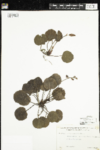 Pyrola asarifolia image