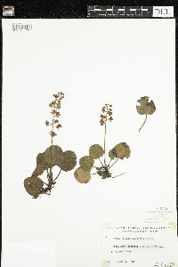 Pyrola asarifolia image