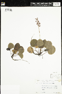 Pyrola asarifolia image
