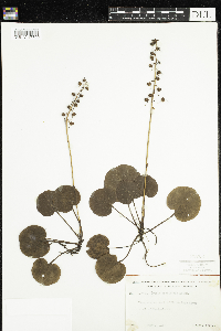Pyrola asarifolia image