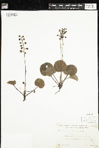 Pyrola asarifolia image