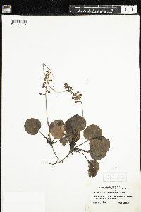 Pyrola asarifolia image