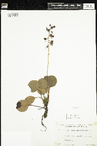 Pyrola asarifolia image