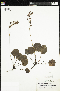 Pyrola asarifolia image