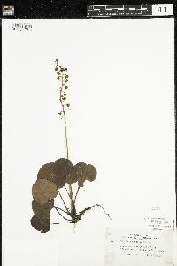 Pyrola asarifolia image