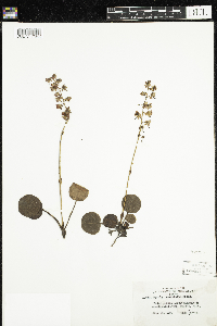 Pyrola asarifolia image