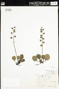 Pyrola asarifolia image