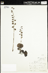 Pyrola asarifolia image