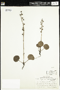 Pyrola asarifolia image