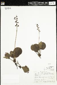 Pyrola asarifolia image