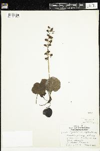 Pyrola asarifolia image