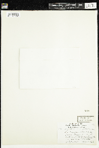 Pyrola asarifolia image