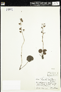 Pyrola asarifolia image