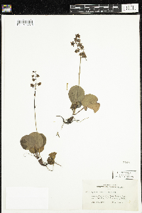 Pyrola asarifolia image
