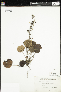 Pyrola asarifolia image