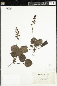 Pyrola asarifolia image