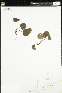 Pyrola asarifolia image