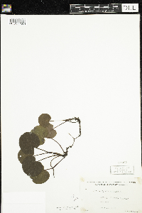 Pyrola asarifolia image