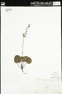 Pyrola asarifolia image