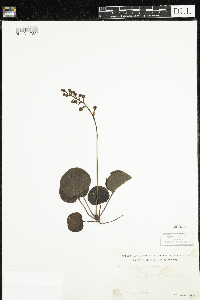 Pyrola asarifolia image