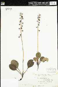 Pyrola americana image