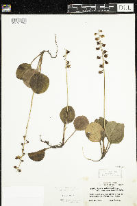 Pyrola americana image