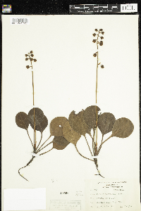 Pyrola americana image
