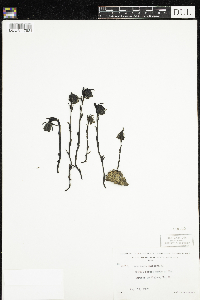 Monotropa uniflora image