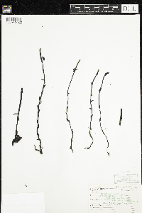 Monotropa uniflora image