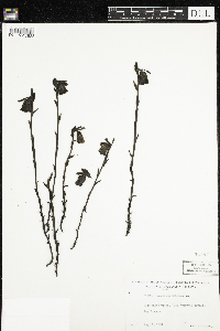 Monotropa uniflora image