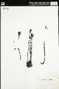 Monotropa uniflora image