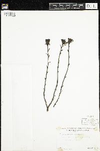 Monotropa uniflora image