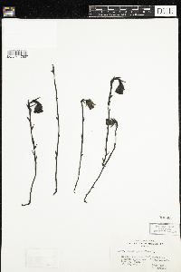 Monotropa uniflora image